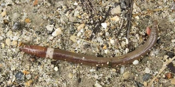 the worms of 15 us states attack the forest 113266