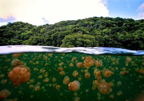 Every day, millions of jellyfish move into the lake, but between 1998 and 2000, not a single jellyfish was found here.