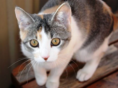 Cat Sounds