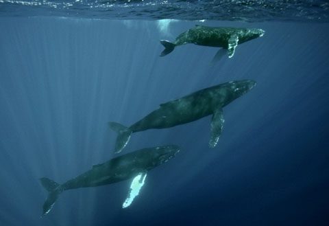 Whale Songs