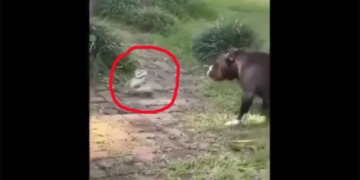 this battle is a fire between dogs and snakes 131855