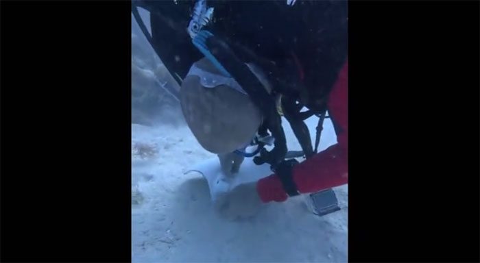The diver pulls the hook from the animal's mouth without causing harm, then releases it to swim away.
