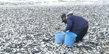 thousands of dead fish washed ashore in japan 131543
