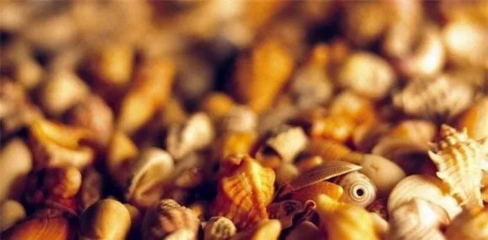 Currency made from shells.