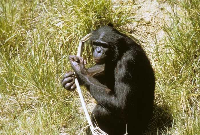 Chimpanzees can recognize family and friends after decades apart.