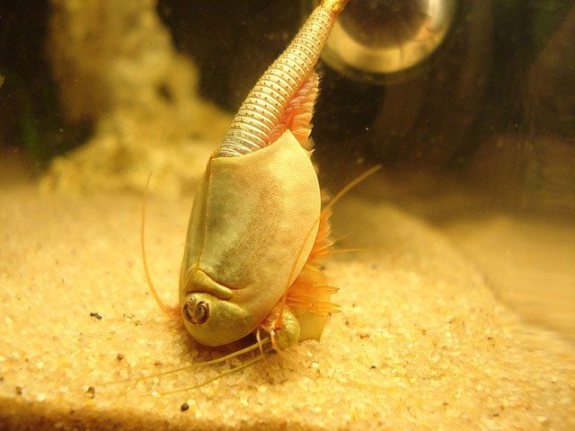 The three-eyed dinosaur shrimp can reproduce both sexually and asexually.