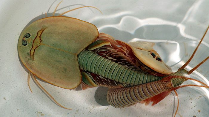 Living fossils are also significant for studying biodiversity.
