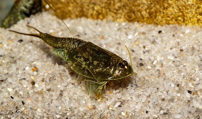 The third eye of the three-eyed dinosaur shrimp is located in the center of the head