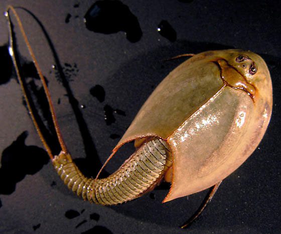Long-tailed tadpole shrimp