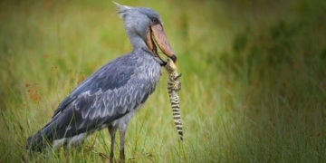 top 3 types of birds that like to eat alligators number 1 the bullfrog is the legacy of dinosaurs 131998