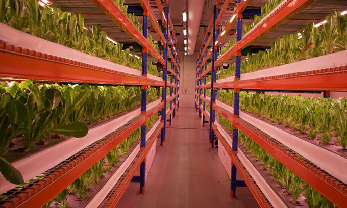 Greens grown on multi-tiered shelves at Emirates Crop One farm.