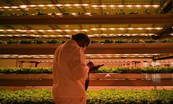 Bustanica vertical farm saves more land and water compared to traditional farming.