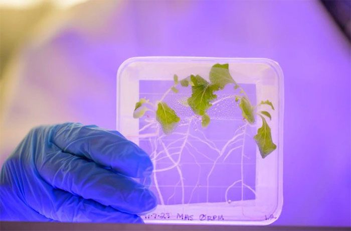 Plants grown in space are more susceptible to Salmonella bacteria than those grown on Earth