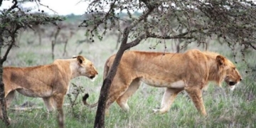 type of attack bee causes lions to be less fearful than 132446