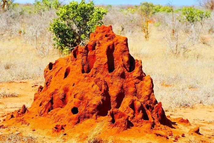 Giant termite mound.