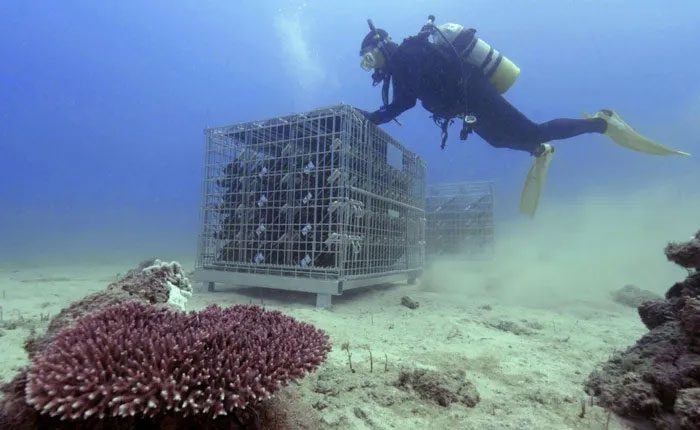 Wine bottles in cages placed on the seabed.