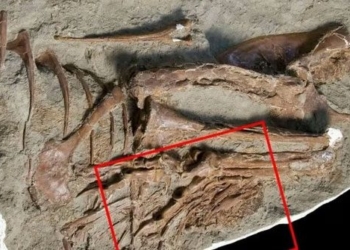 unexpected discovery in the dinosaur belly 131513