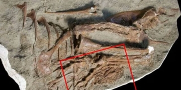 unexpected discovery in the dinosaur belly 131513