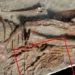 unexpected discovery in the dinosaur belly 131513