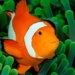 unexpected new research on nemo fish 132661