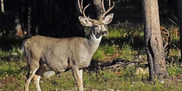 us scientists warn about deer borne disease could transmit to humans 131826