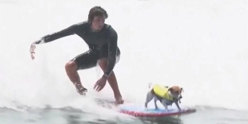video dog wedding in peru 132460