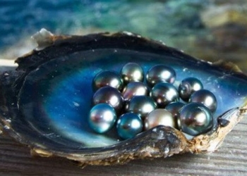 video the process of pearl formation in nature 92206