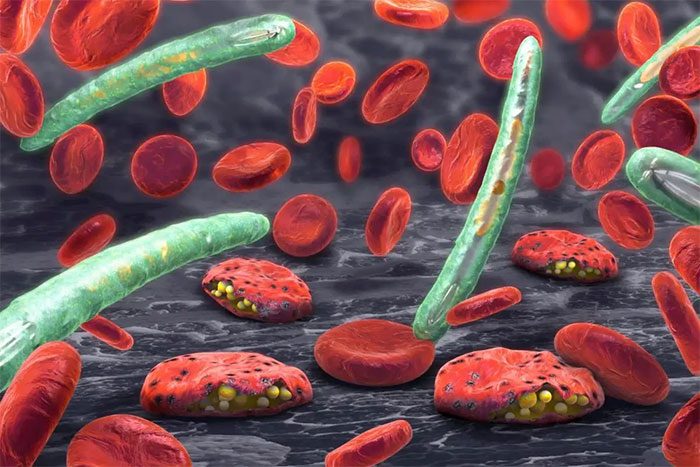 Malaria can threaten life due to disruption of blood supply to vital organs