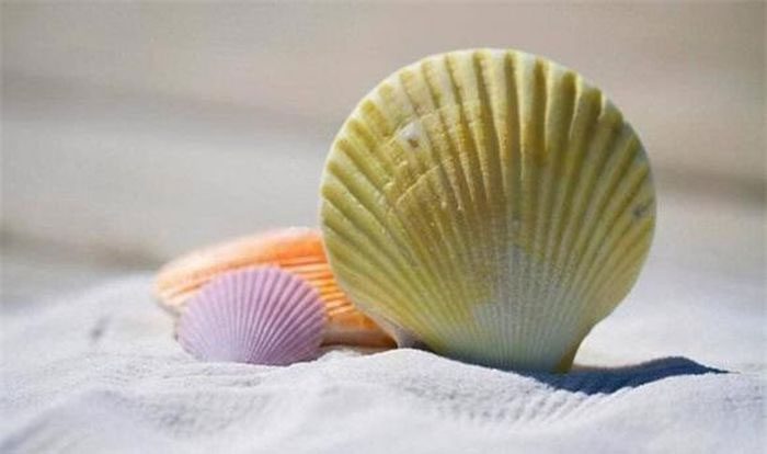 Shells are one of the earliest forms of currency in China.
