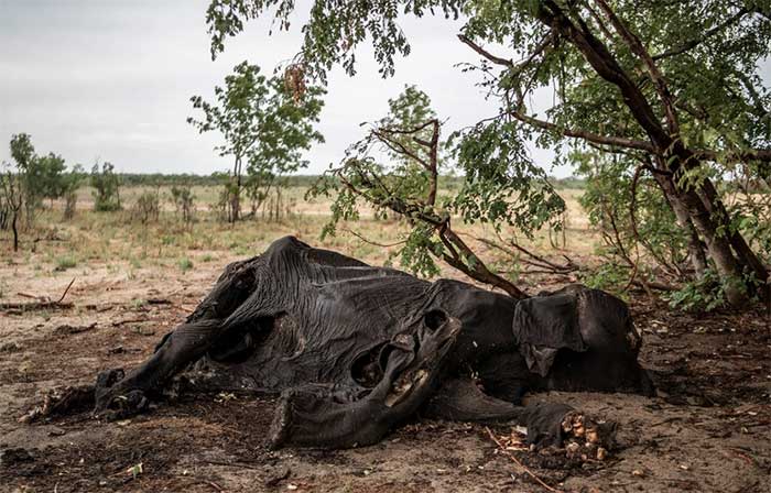 Mr. Tinashe Farawo shared that climate change has increased the frequency of droughts.