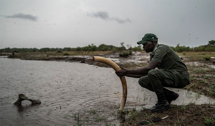 The search for water has led elephants to dangerous areas