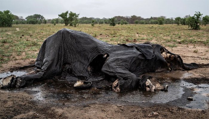 A decaying elephant carcass in Hwange National Park, northern Zimbabwe, on December 16.