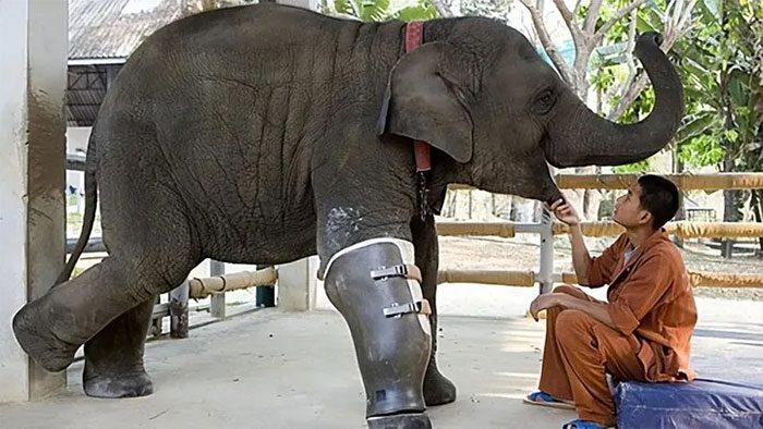 The intelligence and social nature of elephants also support their healing abilities.