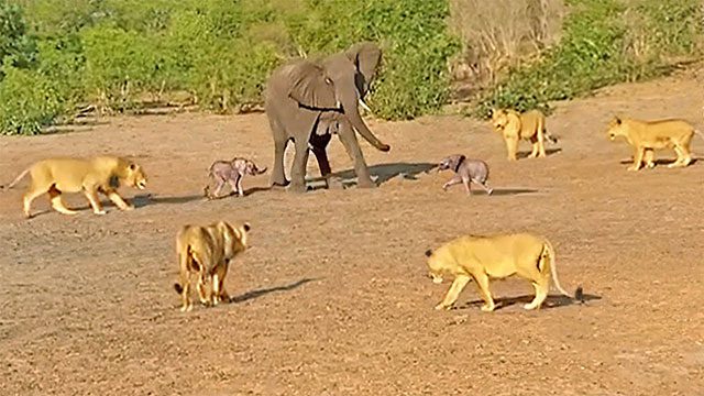 The pride of lions regrouping, surrounding the mother elephant and her calf.