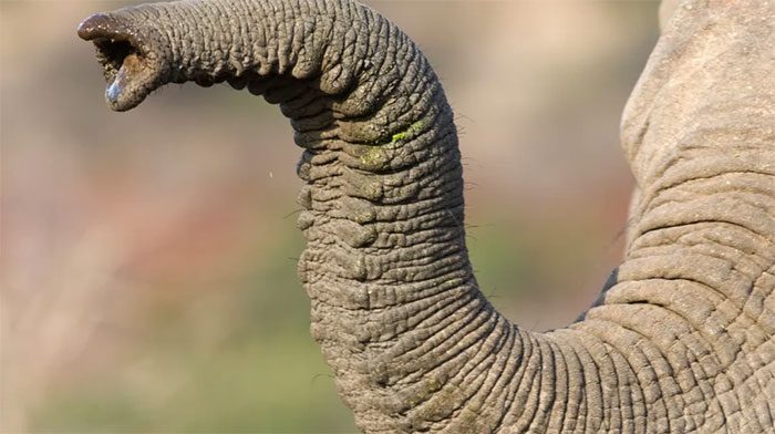 Elephant trunks evolved due to changes in the habitats of their ancestors on grasslands.