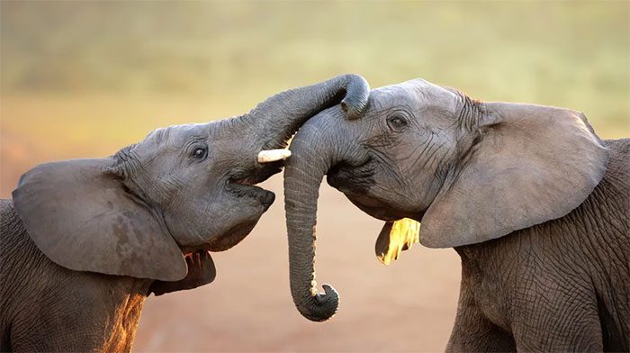 Elephants have long and extremely dexterous trunks, capable of picking up even a tiny peanut.