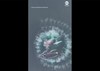 whale capital creating swirled spirals in the sea 132135