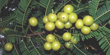 what are the health benefits of pear 131523