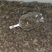 which metal can help stop the million dollar craze 132476