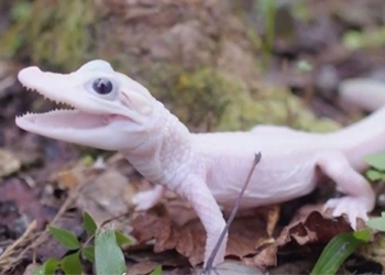 white alligator super rare introduced in america 131533