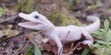 white alligator super rare introduced in america 131533