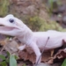 white alligator super rare introduced in america 131533