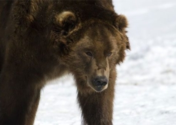 why bears cannot sleep wandering around siberia 131512