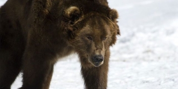 why bears cannot sleep wandering around siberia 131512