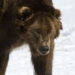 why bears cannot sleep wandering around siberia 131512