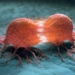 why cancer is hard to treat 132903