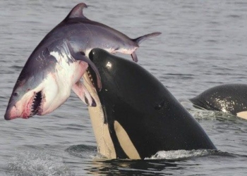 why sharks eat near the habitat of large alligators 132901