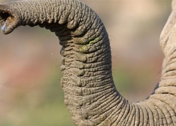why the elephant has a thin trunk like today 131508
