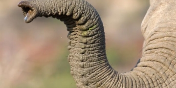 why the elephant has a thin trunk like today 131508