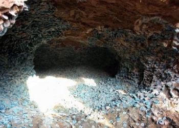 workers at construction site discover more than 2000kg of decomposed bodies in green chain